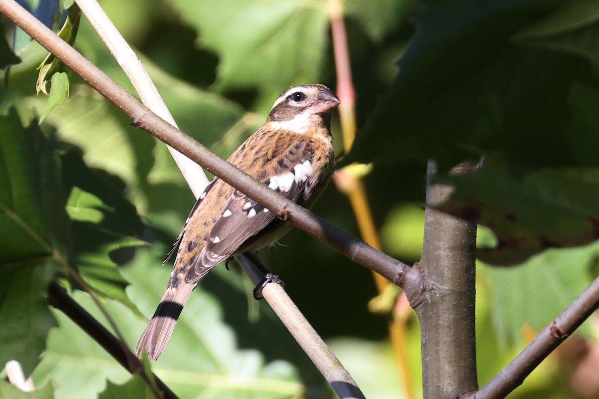 Rose-breasted Grosbeak - ML643589683