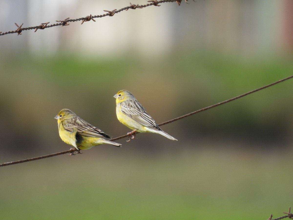 Grassland Yellow-Finch - ML643589688