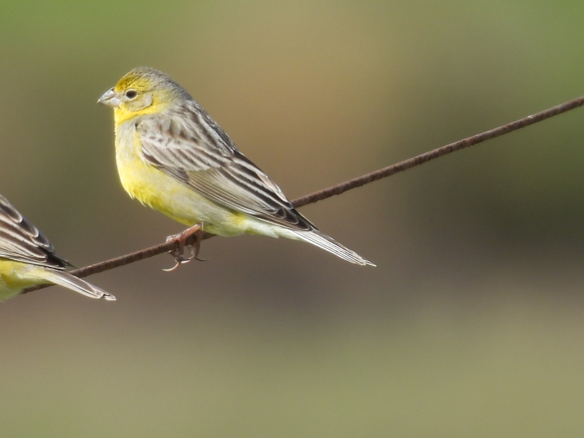 Grassland Yellow-Finch - ML643589689