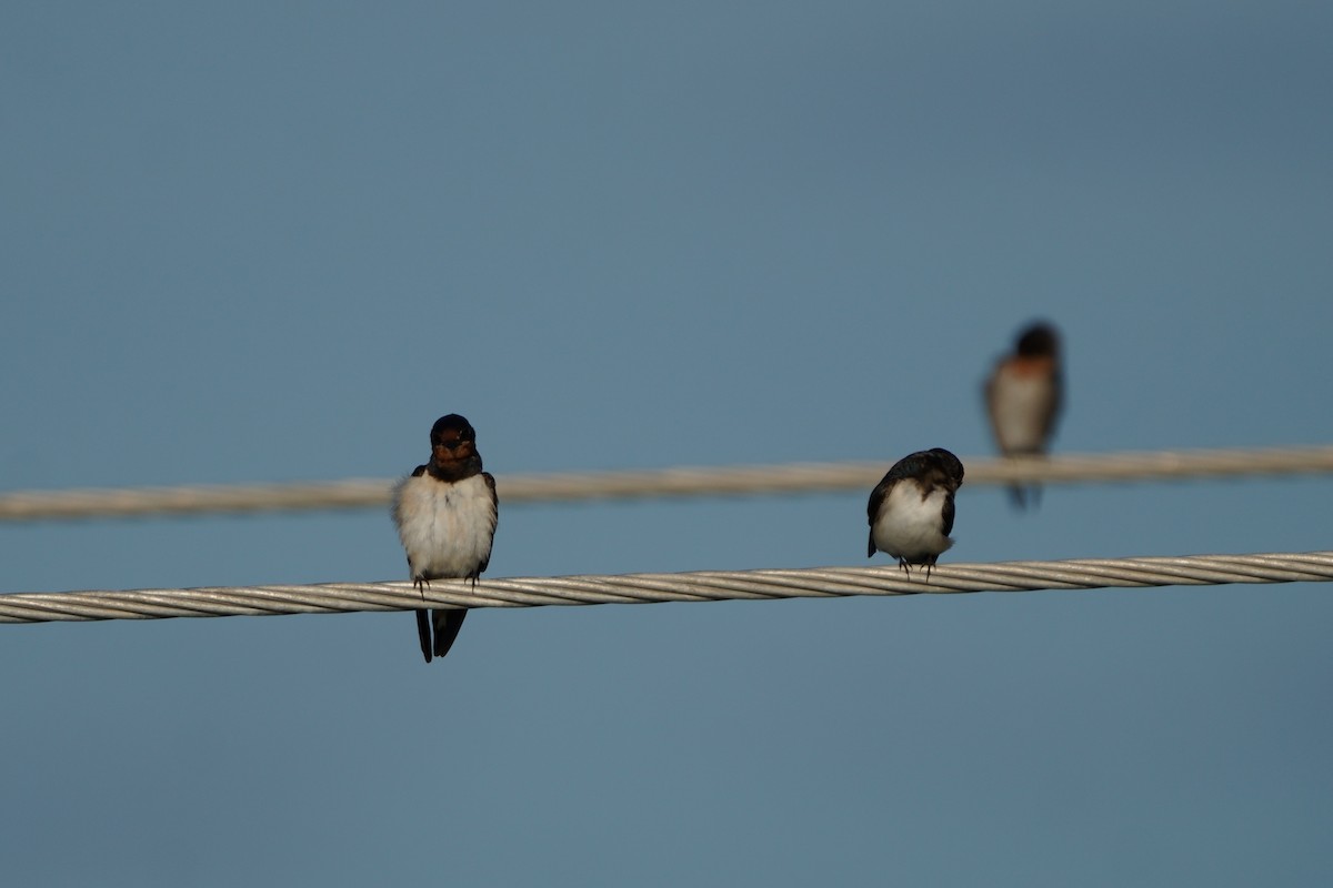 Barn Swallow - ML643589695
