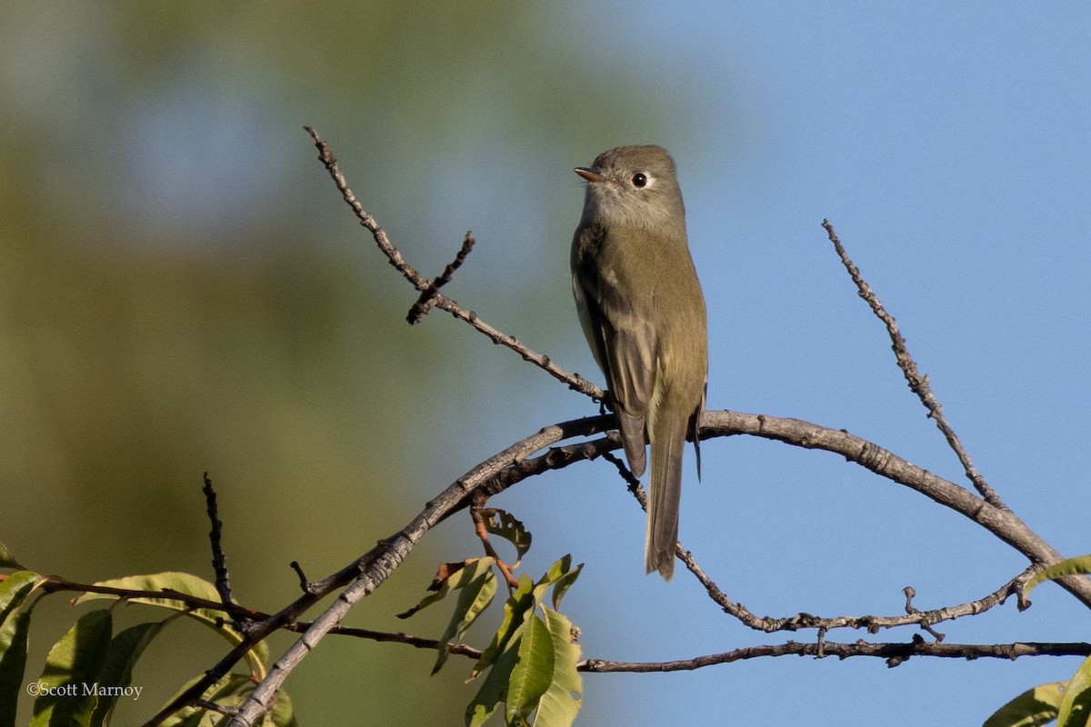 Hammond's Flycatcher - ML643589696