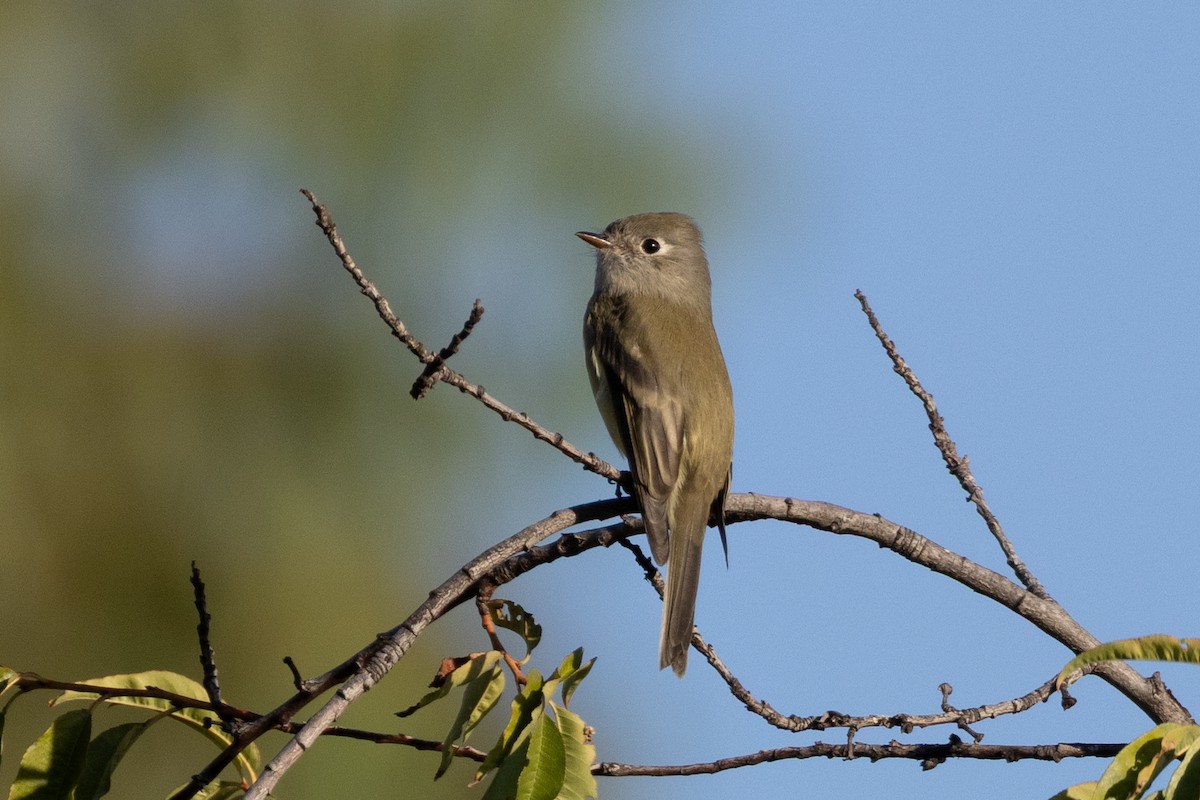Hammond's Flycatcher - ML643589697
