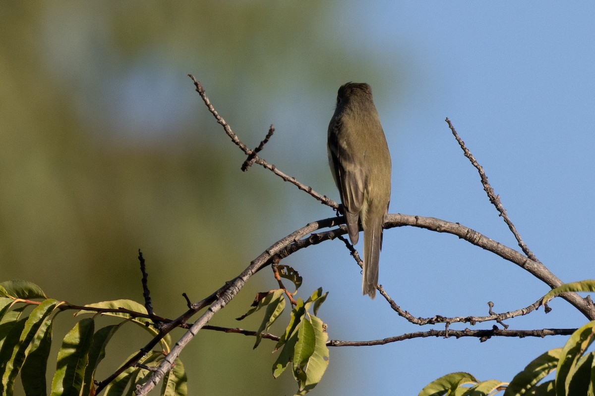 Hammond's Flycatcher - ML643589698
