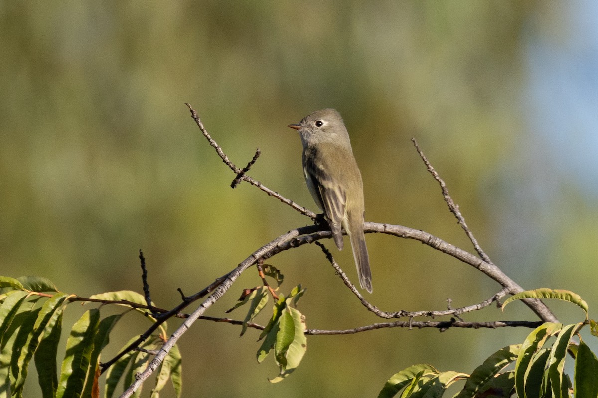 Hammond's Flycatcher - ML643589699