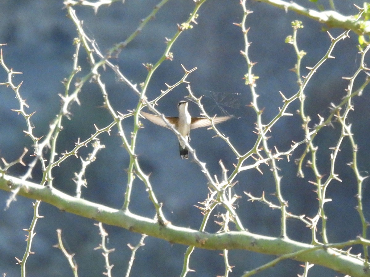 Blue-tufted Starthroat - ML643589716