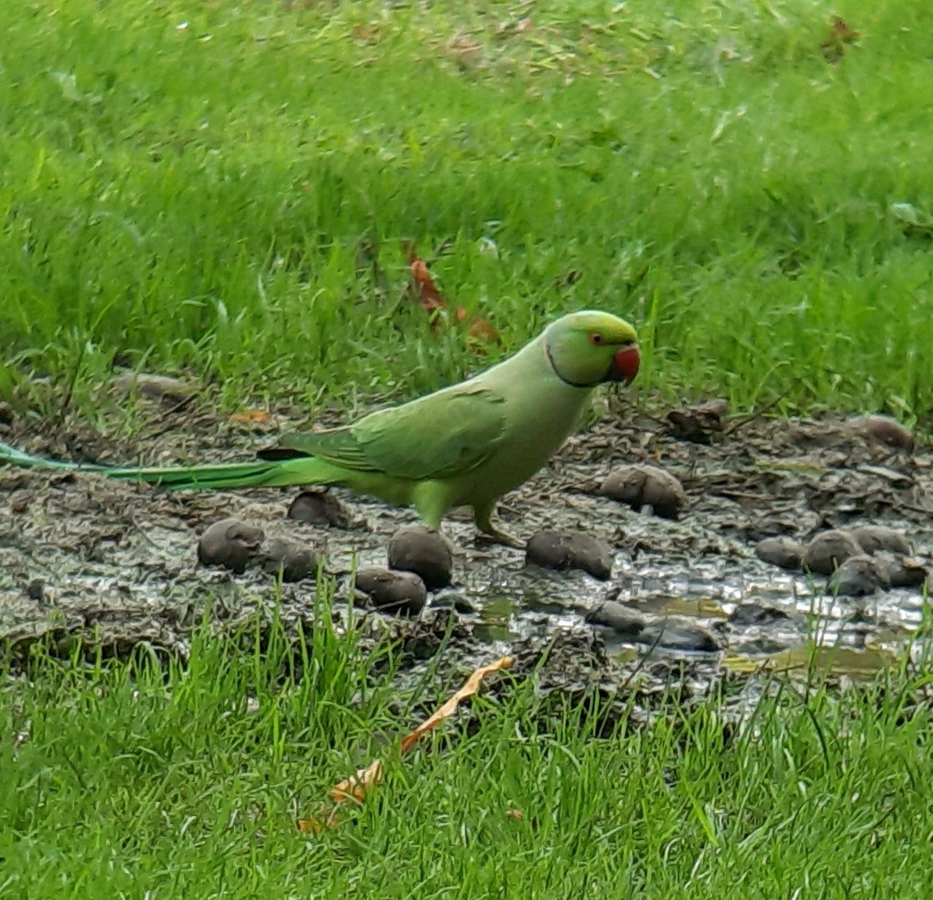 Rose-ringed Parakeet - ML643589720