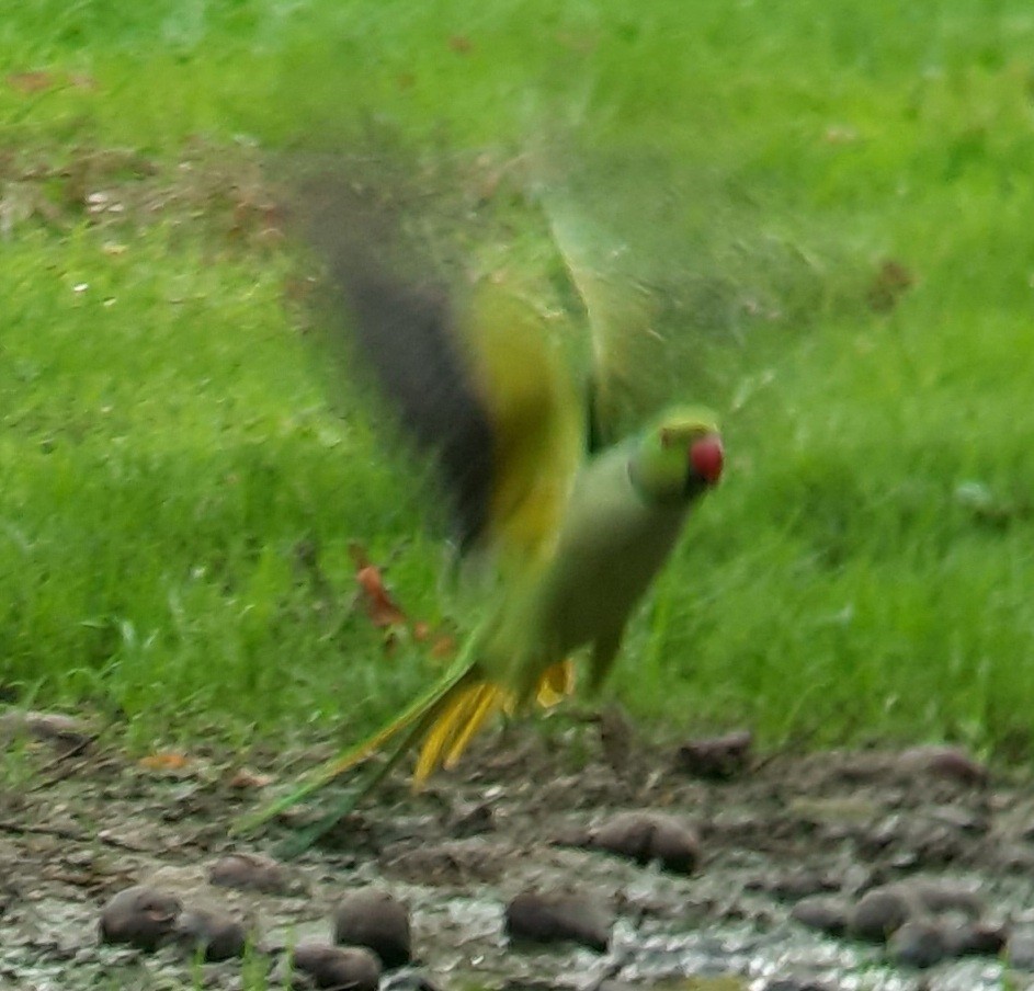 Rose-ringed Parakeet - ML643589721