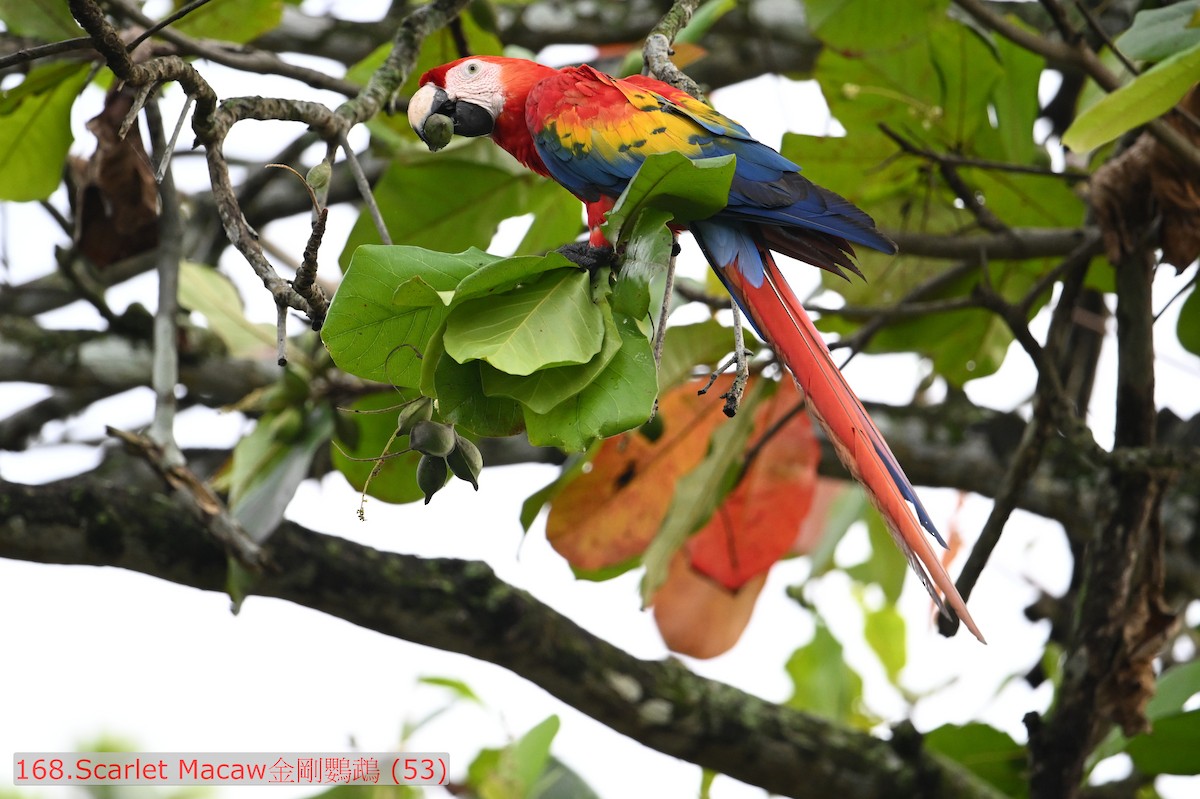 緋紅金剛鸚鵡 - ML643589734