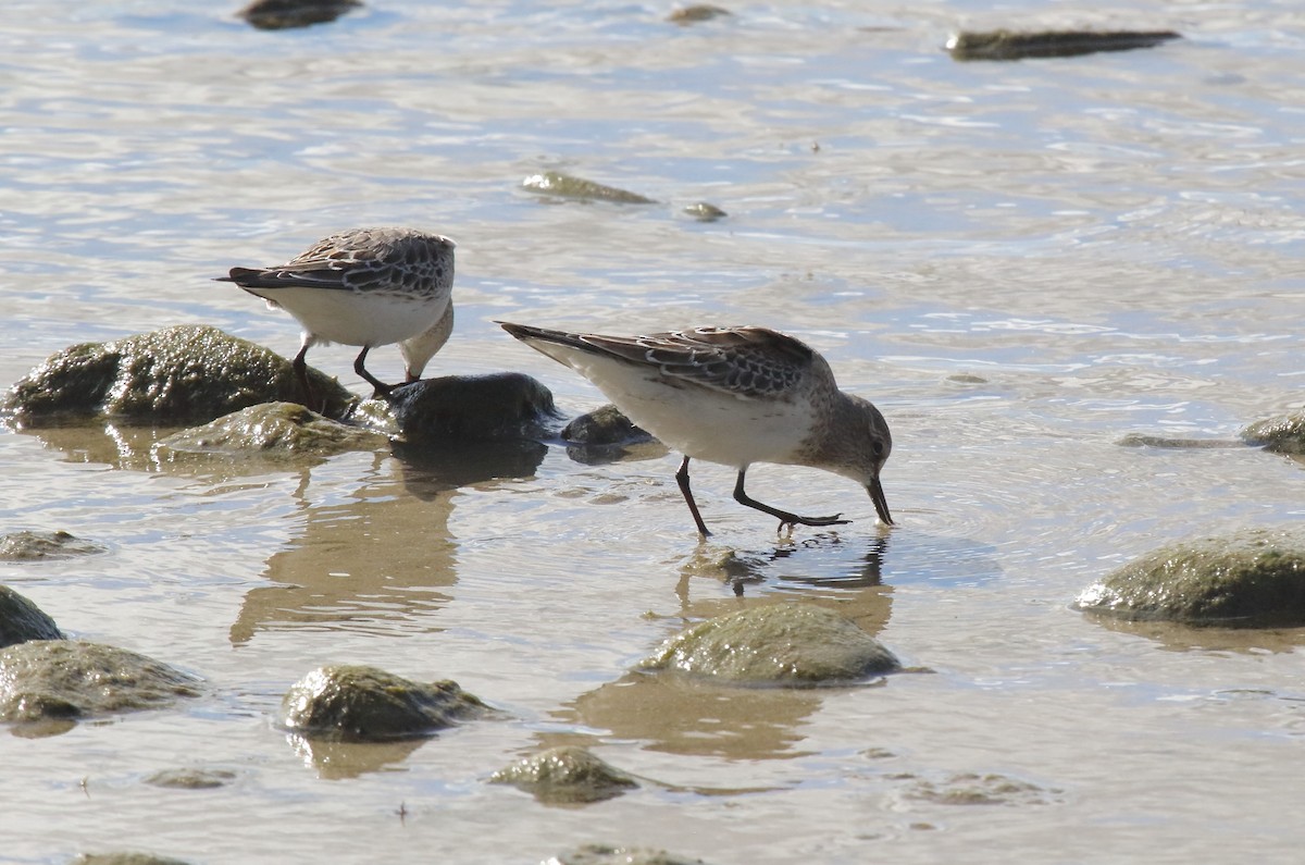 Correlimos Culiblanco - ML643589743