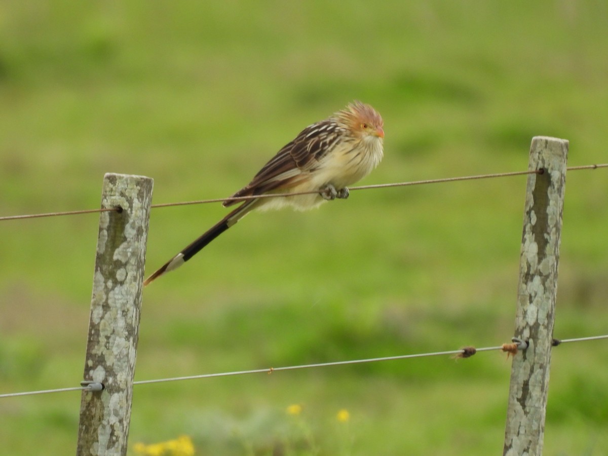 Guira Cuckoo - ML643589744