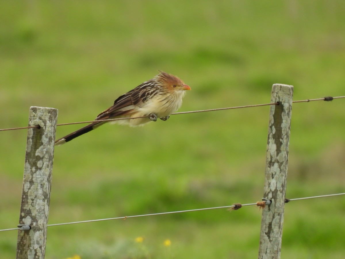 Guira Cuckoo - ML643589745