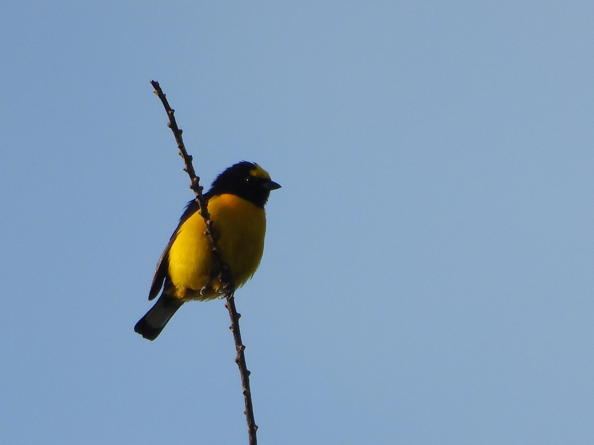 Purple-throated Euphonia - ML643589747