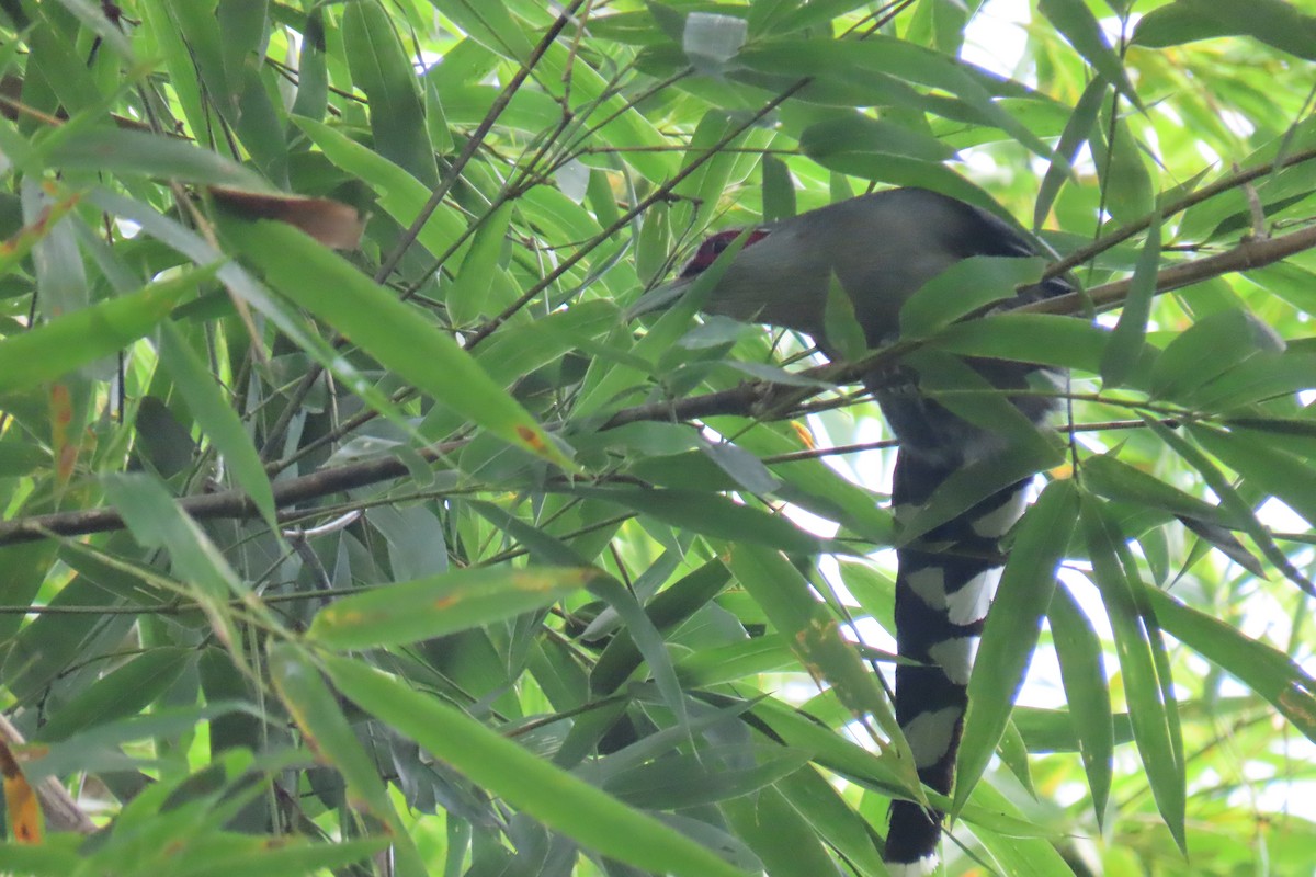 Green-billed Malkoha - ML643589750