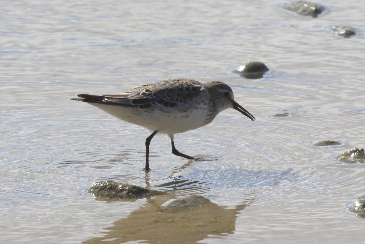 Correlimos Culiblanco - ML643589751