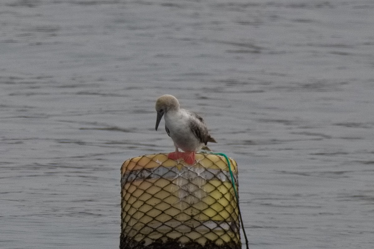 Red-footed Booby - ML643589752