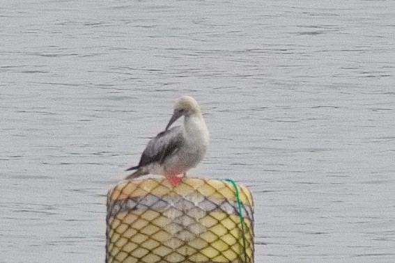 Red-footed Booby - ML643589756
