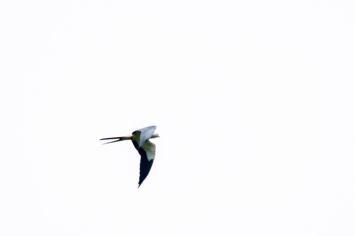 Swallow-tailed Kite - ML643589759
