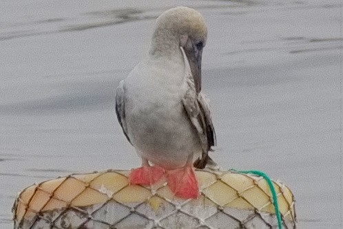 Red-footed Booby - ML643589760