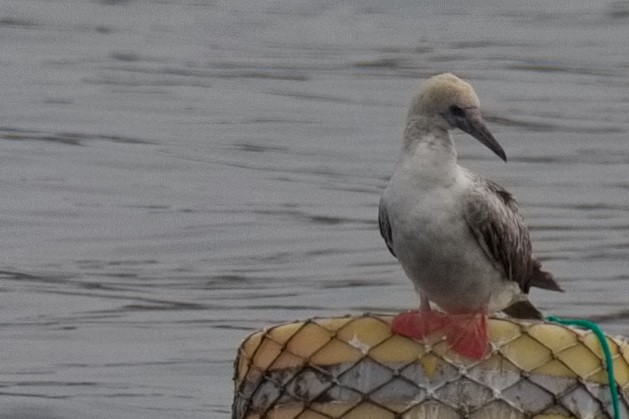Red-footed Booby - ML643589764