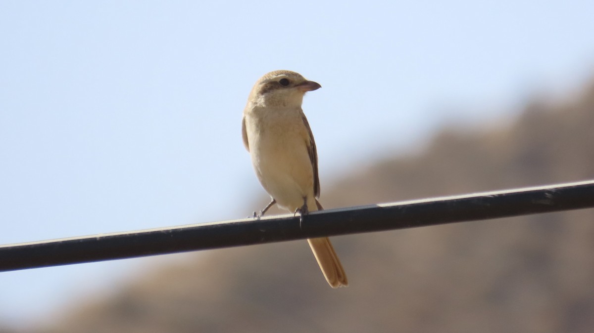 Isabelline Shrike - ML643589769