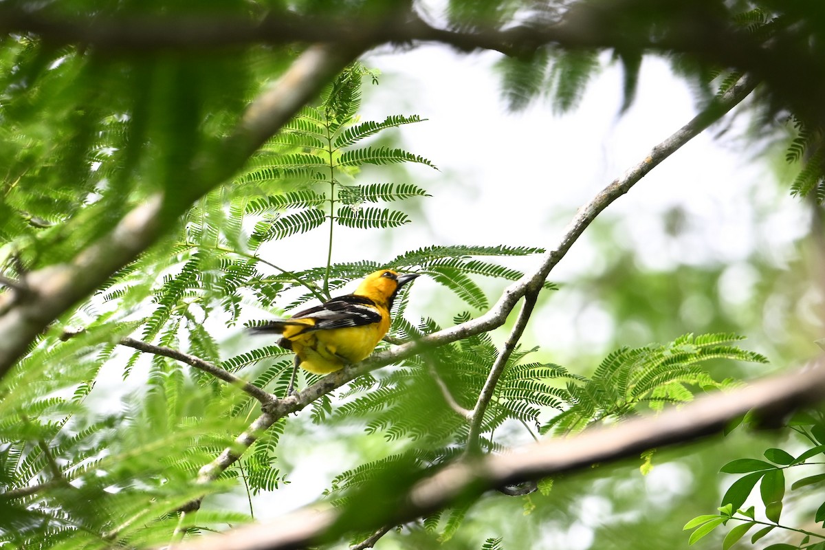 Streak-backed Oriole - ML643589777
