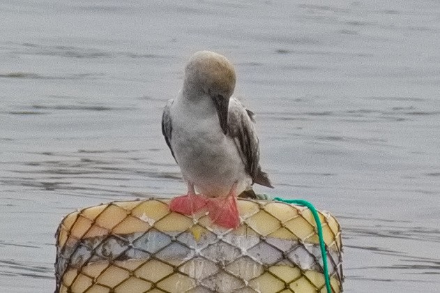 Red-footed Booby - ML643589778