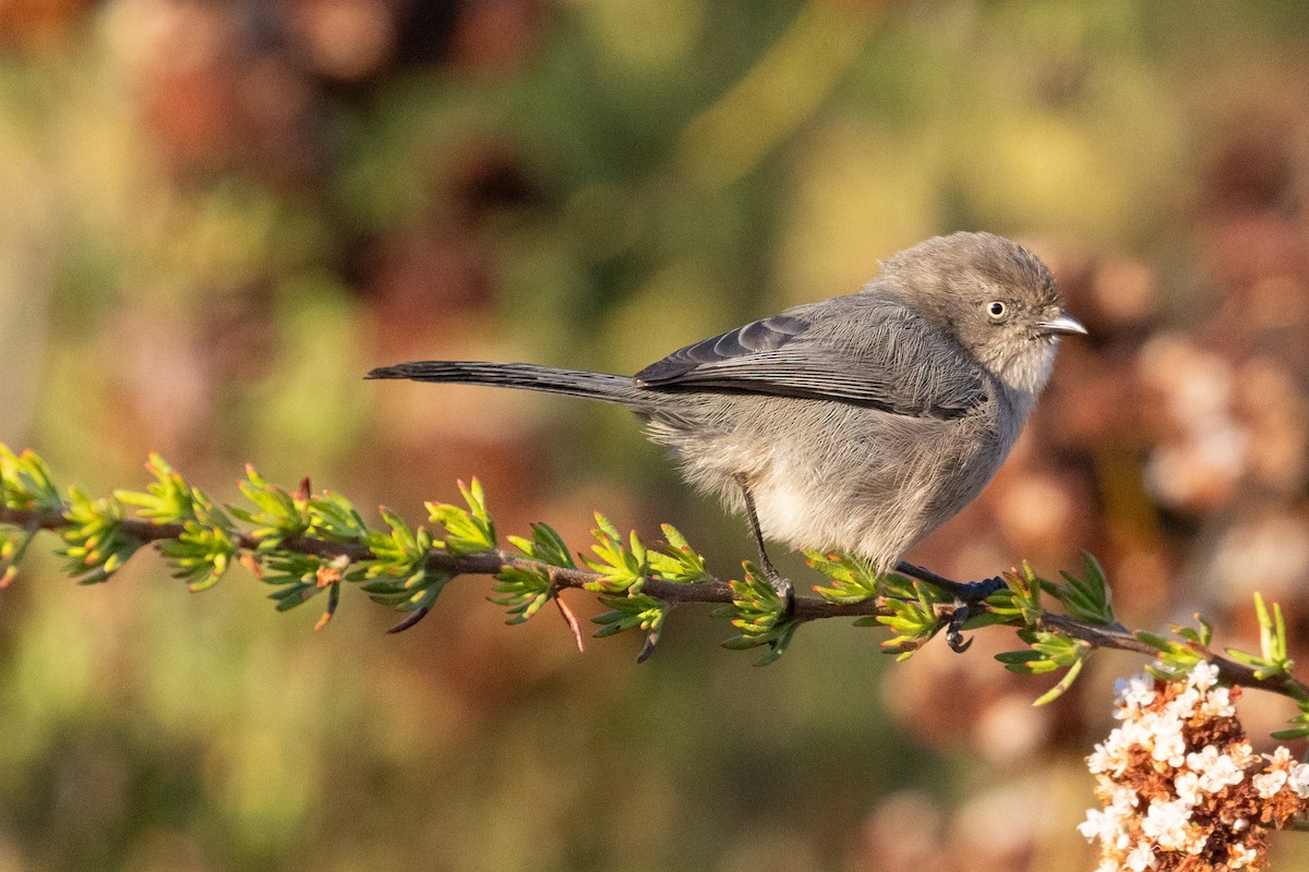 Bushtit - ML643589782