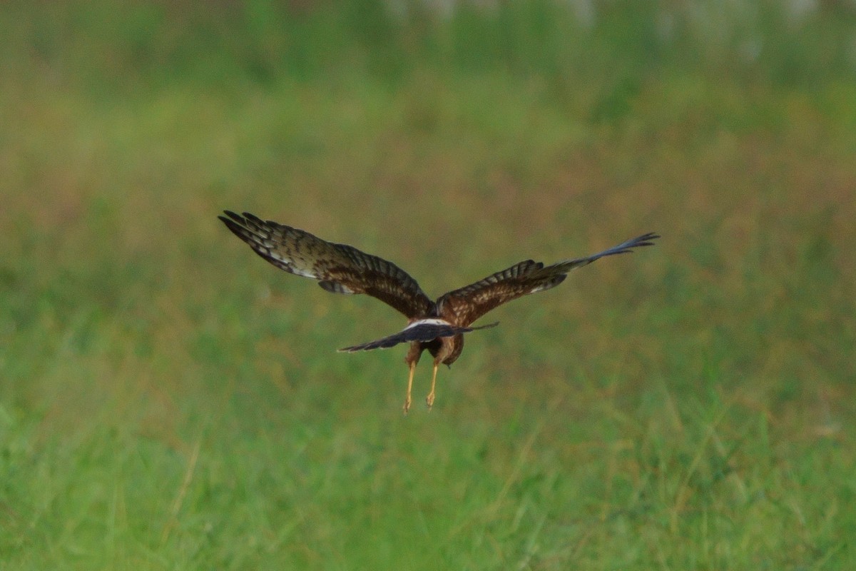 Pied Harrier - ML643589784