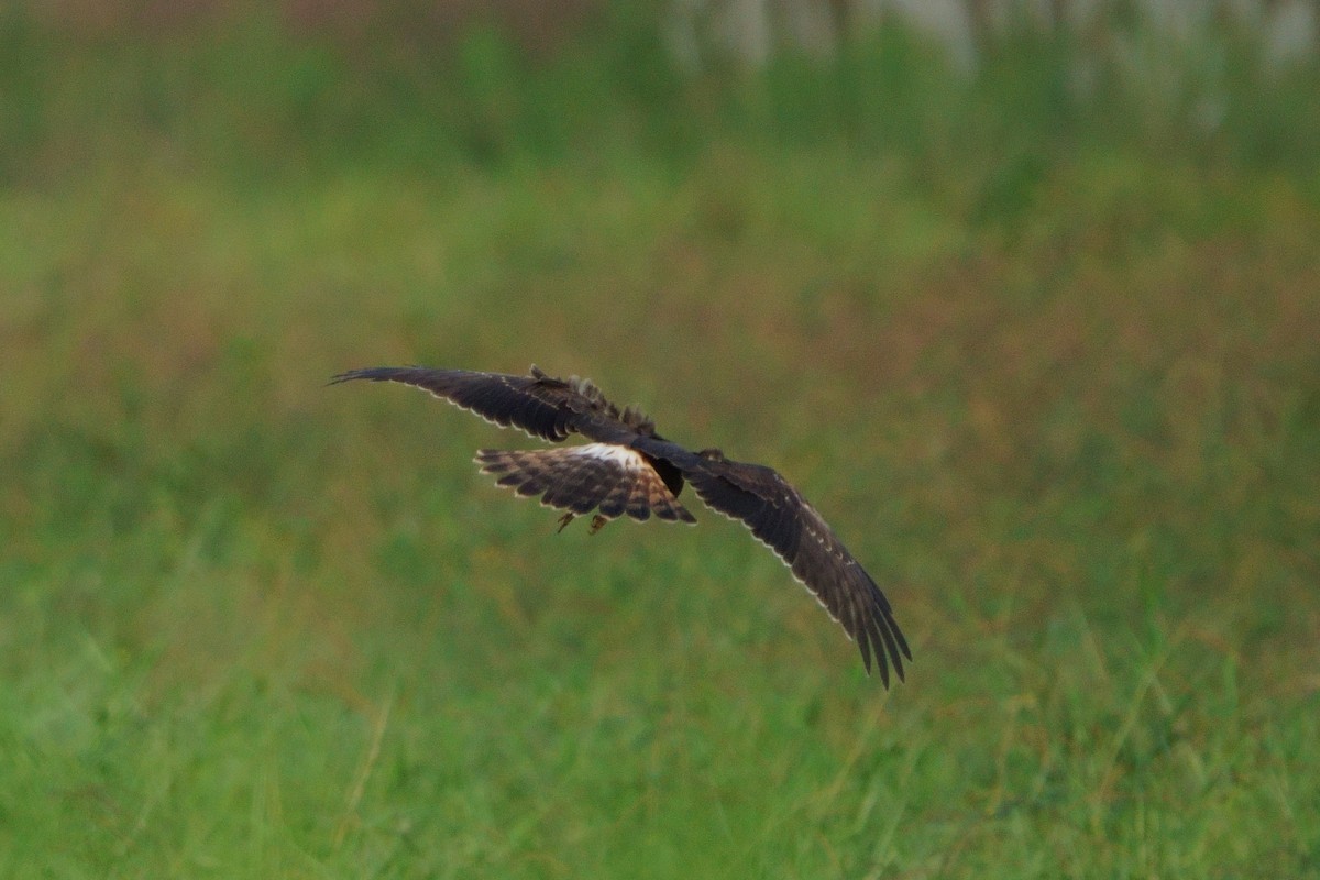 Pied Harrier - ML643589785