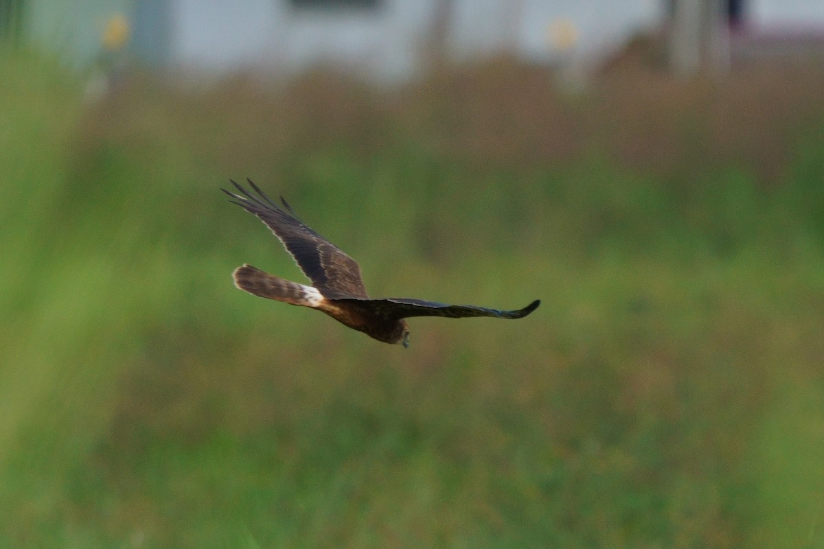 Pied Harrier - ML643589786