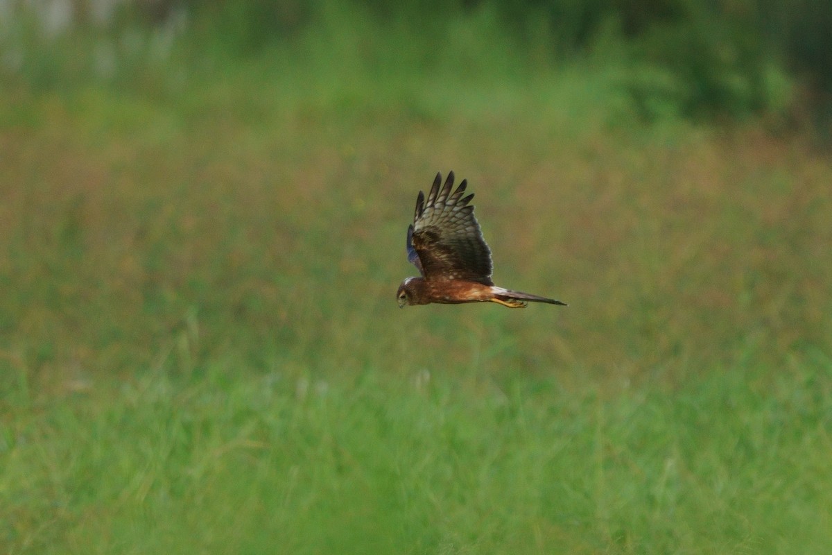 Pied Harrier - ML643589787