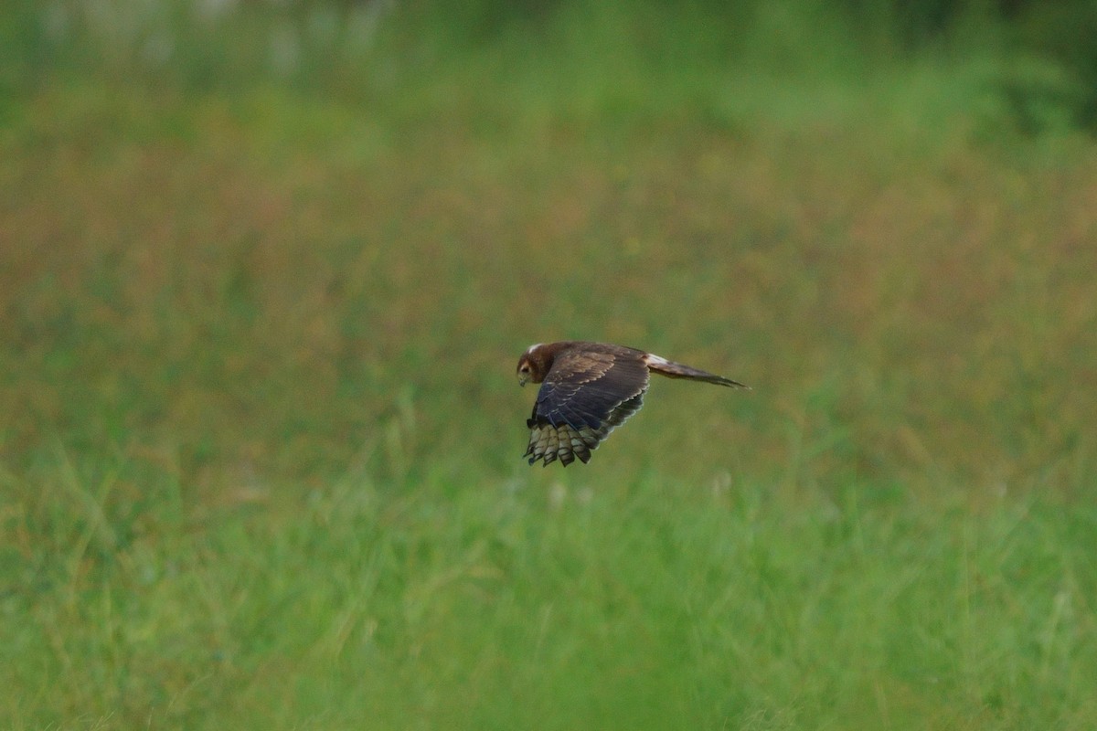 Pied Harrier - ML643589788