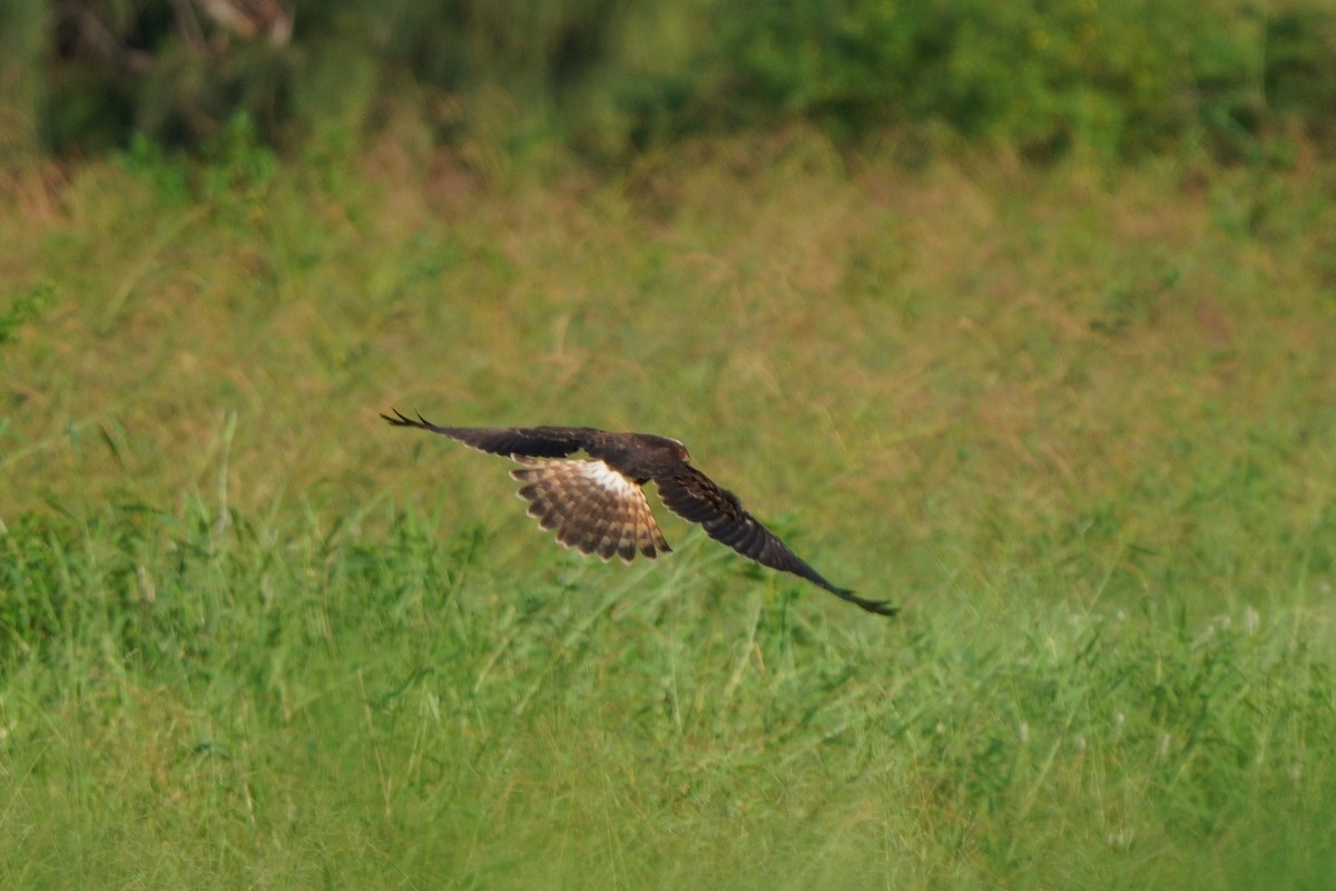 Pied Harrier - ML643589789