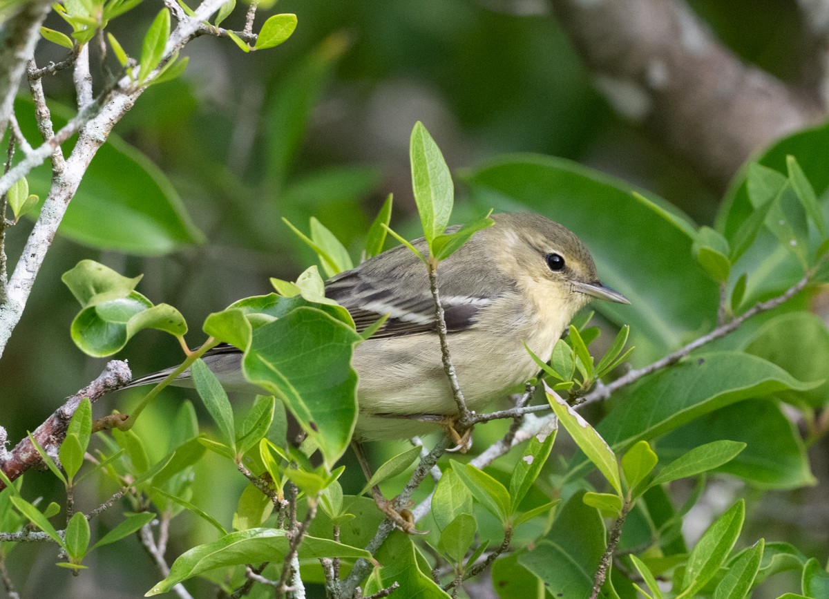 Blackpoll Warbler - ML643589802