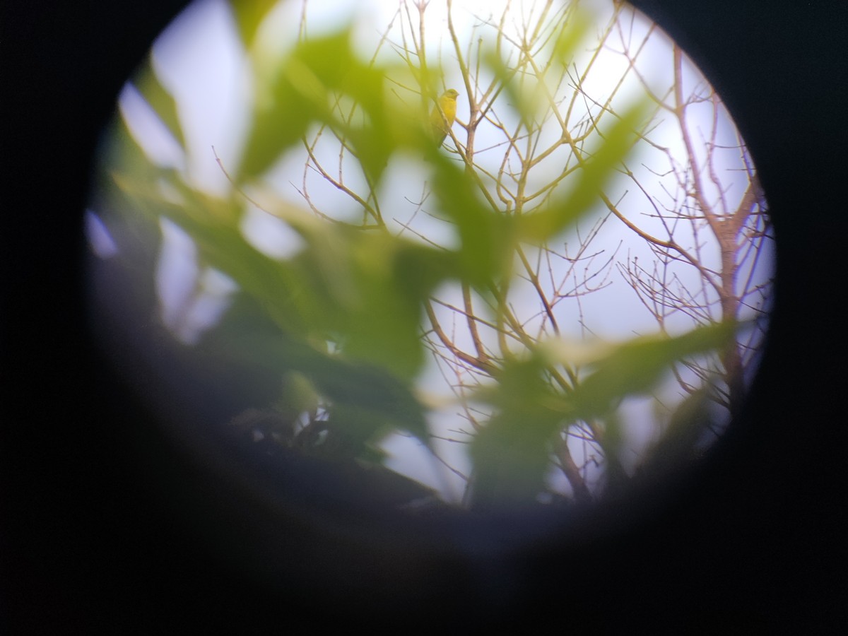 Grassland Yellow-Finch - ML643589841