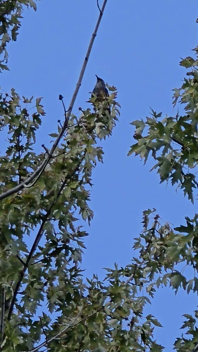 European Starling - ML643589848