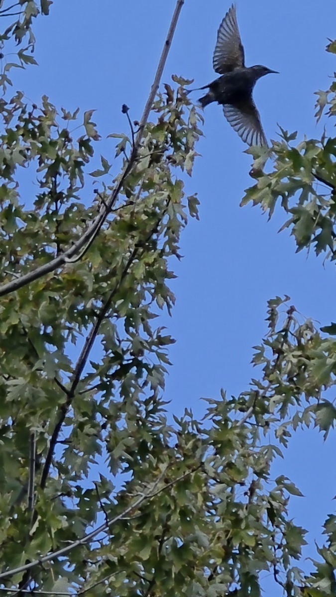 European Starling - ML643589849