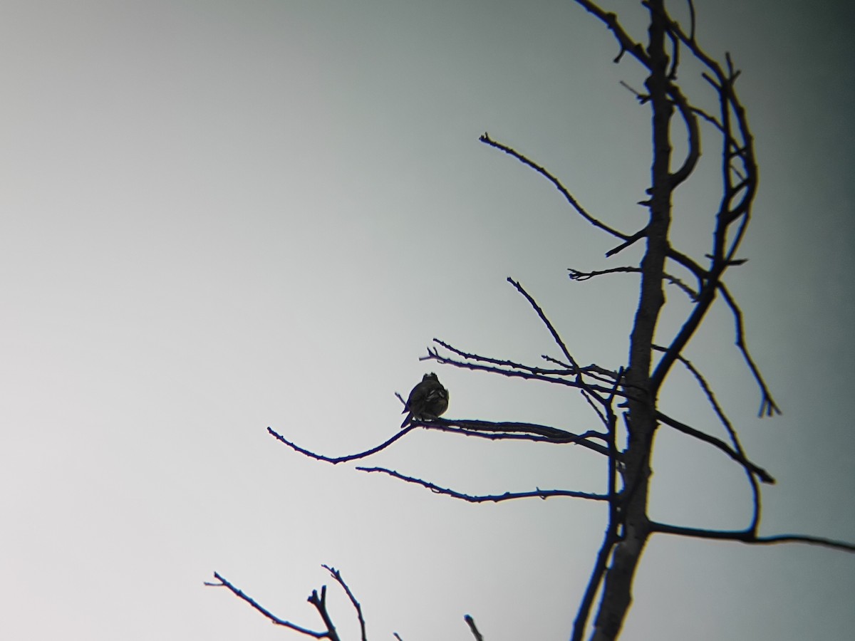 White-crested Elaenia - ML643589857