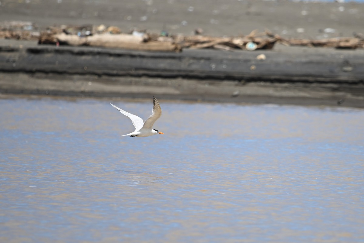 Royal Tern - ML643589858