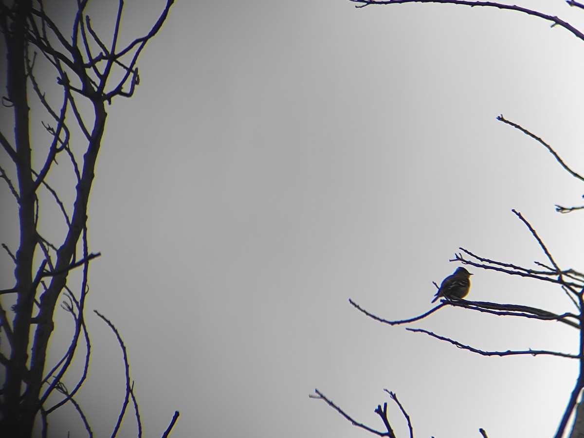 White-crested Elaenia - ML643589859