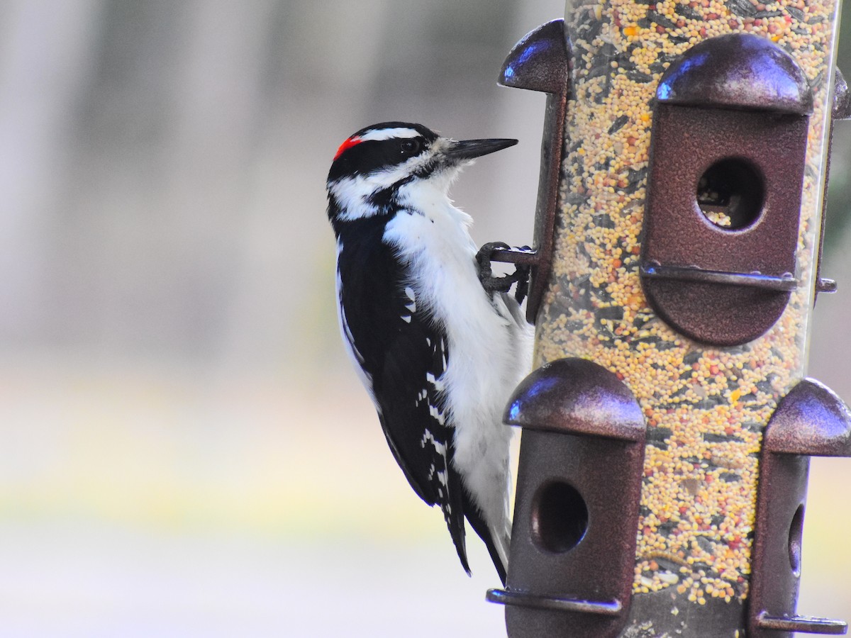 Hairy Woodpecker (Rocky Mts.) - ML643589861