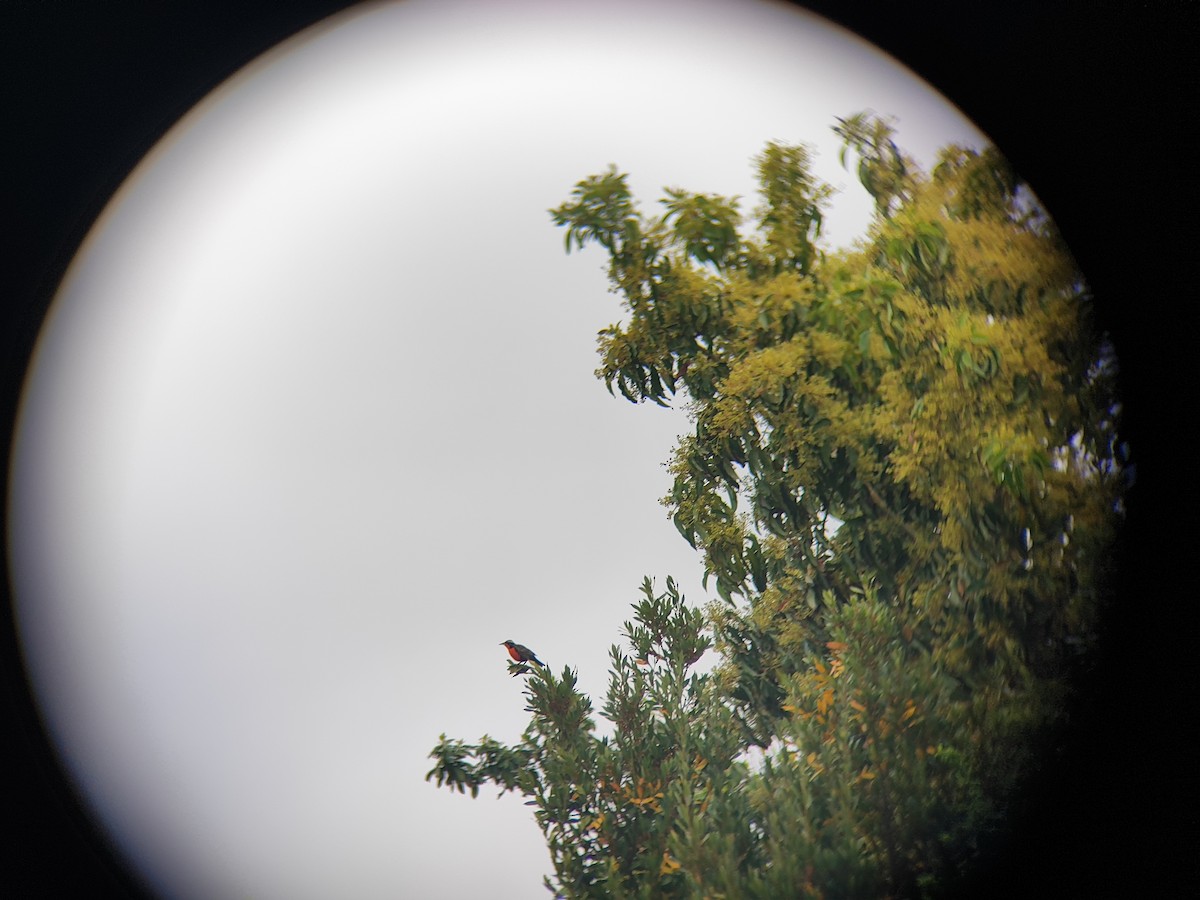 Long-tailed Meadowlark - ML643589871
