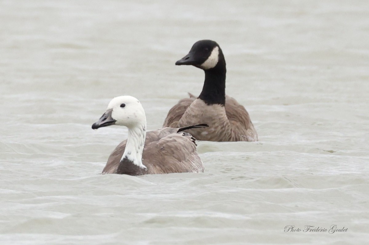 Snow x Canada Goose (hybrid) - ML643589873