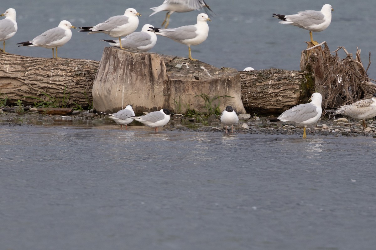 Bonaparte's Gull - ML643589874