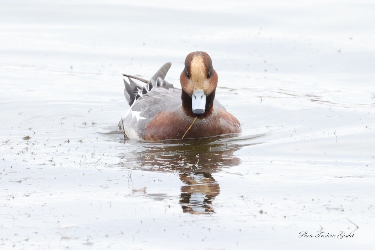 Eurasian Wigeon - ML643589875