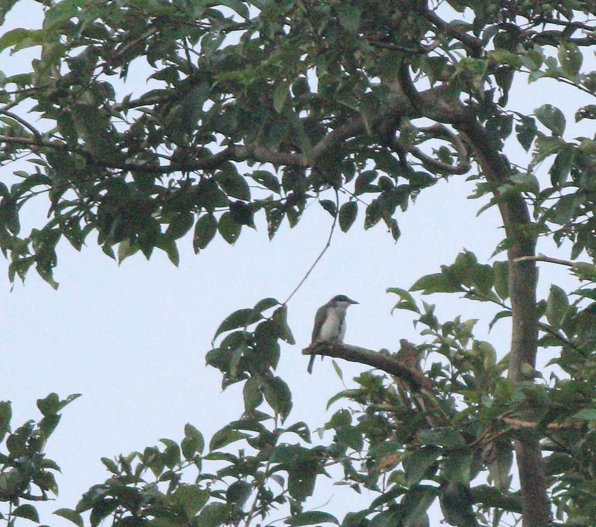 Malabar Woodshrike - ML643589882