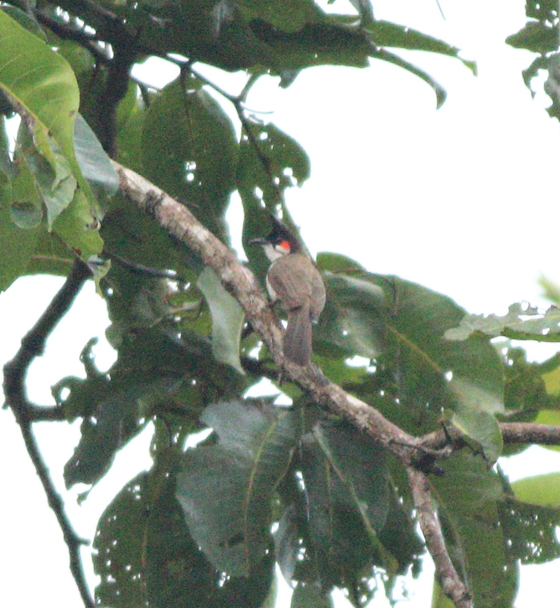 Red-whiskered Bulbul - ML643589885