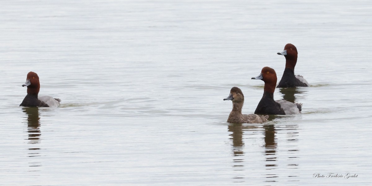 Redhead - ML643589890
