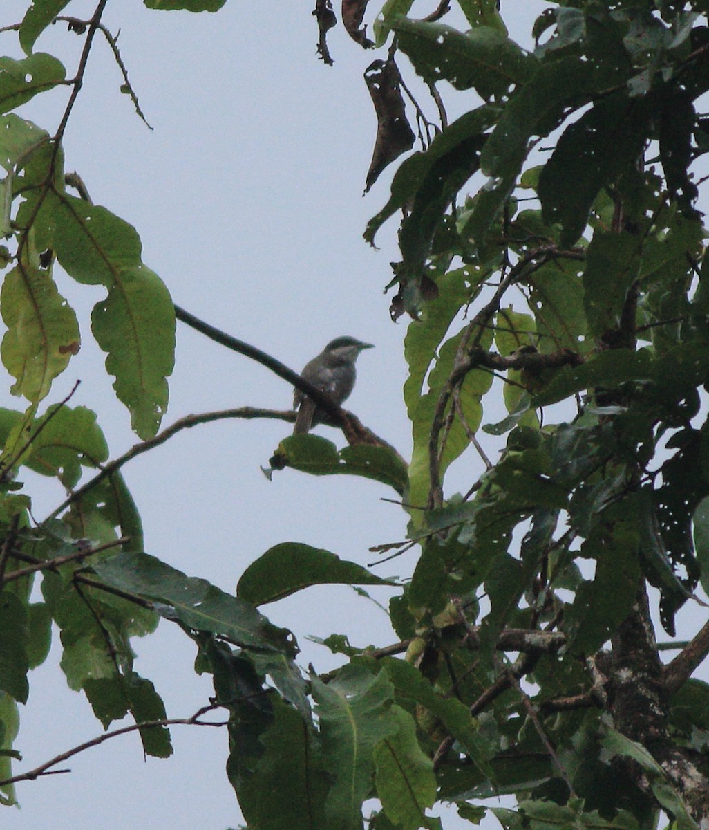 Malabar Woodshrike - ML643589891