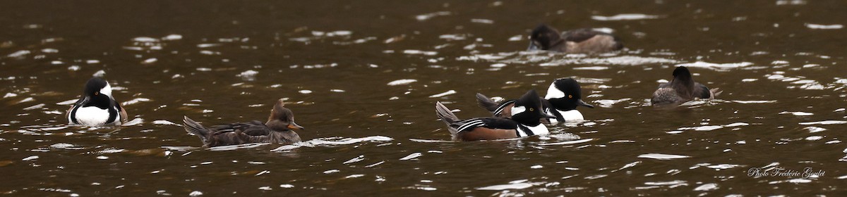 Hooded Merganser - ML643589892